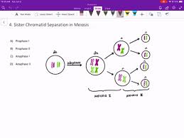 The process ends with telophase ii, which is similar to telophase i, and is marked by decondensation and lengthening of the chromosomes and the disassembly of the spindle. Meiosis And Sexual Reproduction Biology 2nd N