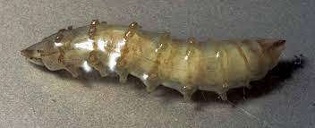 Horse And Deer Fly Larvae Missouri Department Of Conservation
