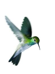 Bird Lover Picsart Editing Backgrounds And Hd Png Download For Free Editing Background Bird Lovers Bird