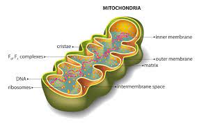 The primary mechanism by which mitochondria generate energy is through the manufacture of atp. Mitochondria Functions Biology Wise