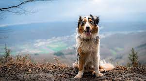 Australian shepherd mix puppies or aussie mixes are affectionate family pets with a mischevious streak. Australian Retriever Mix Dog Breed Information Pictures