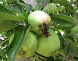 In ornamental crops integrated pest management for pest and disease. 16 Fruit Tree Pests Ideas Codling Moth Pests Fruit Trees