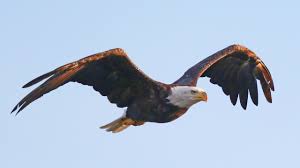 Bald Eagles In Wisconsin Are Making A Huge Comeback
