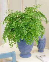 Easy To Maintain House Plants Maidenhair Fern Don T Have Much Bright Sunlight In Your Apartment Neit Mejores Plantas De Interior Plantas De Interior Plantas