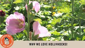 The sound of hollyhocks definitions. Why We Love Hollyhocks Youtube