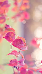 Bloemen Achtergronden Iphone Achtergronden Bloemen