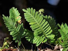 Image result for Pleopeltis