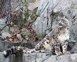 Tang The Snow Leopard Snow Leopard Snow Leopard Endangered Snow Leopard Tattoo
