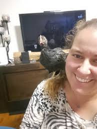 2 Brahma cockerels. 6 weeks old this weekend. Raised around children and  are very friendly. Looking for a new home.