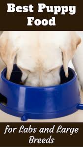 What Is The Best Puppy Food For Labs And Large Breeds So Much Conflicting Advice It S Hard To Find The Answer And Th Best Puppy Food Best Puppies Puppy Food