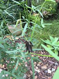 Image result for Crotalaria lanceolata