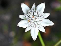 Image result for Alepidea