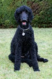 I rustici barboni da caccia ed i barboncini da compagnia. Barbone Il Cane Umano