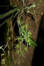 Image result for Mystacidium tanganyikense