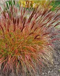 prachtriet red chief miscanthus sinensis red chief mijntuin org tuin grassen tuin ideeen tuin