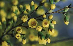 Image result for Ochna pulchra