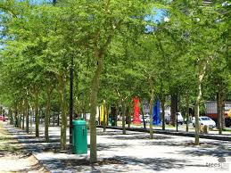 Image result for Acacia xanthophloea