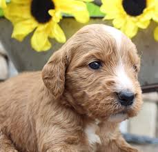 Click the download the free room escape flash tool link under windows or mac, depending on which operating system you're using. Flossie Puppies Near Me Puppy Litter Puppies