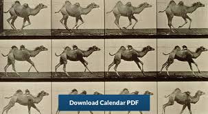 From camel racing to camel meat one of the original purveyors of camel meat in the country is local house, a you can purchase solid blocks, praline boxes or hollow chocolate camels from its outlets in the dubai mall, burj al arab and. 2019 Gregorian Hijri Calendar Camel Aramcoworld