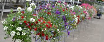 Ze zijn er veel verschillende soorten en staan garant voor een uitbundige bloemenzee. Hoe Plant Ik Zomerbloeiers Tips Lepona Tuinarragneurs Wijchen