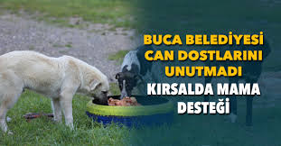Buca Belediyesi Kirsaldaki Can Dostlarina Kucak Acti Iz Gazete Izmir In Gazetesi