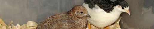 Chick Color Identification Button Quail