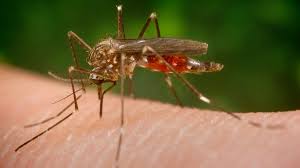 Have been officially diagnosed with west nile virus this year and two hav. El Virus Del Nilo Preocupa En Sevilla Y Estas Son Las Medidas De La Junta As Com