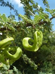 Image result for Acacia tortilis