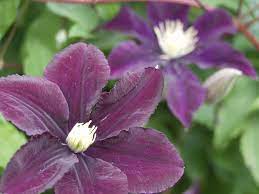 We did not find results for: Clematis Warsaw Nike Clematis Ebert S Greenhouse
