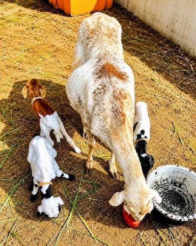 Crazy World!!! Goat that gave birth to a young one with human like face A village in Nkiboe, Igembe Central was stunned when a goat gave birth to a kid whose face