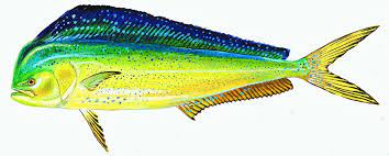Affordable and search from millions of royalty free images, photos and vectors. Fishing Forecast Dolphin Fish Also Called Mahi Mahi Are Plentiful In Our Waters The Virginian Pilot