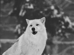 This wolf was in captivity at the grouse mountain wolf display. Howling Wolves Gifs 70 Animated Images For Free