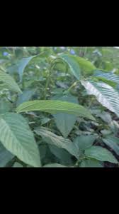 Image result for Corchorus kirkii