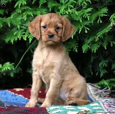 Give a puppy a forever home or rehome a rescue. Miniature Golden Retriever Puppies For Sale Greenfield Puppies