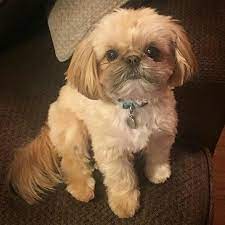 Shih Tzu Shih Tzu Shih Tzu Dog Shih Tzu Price