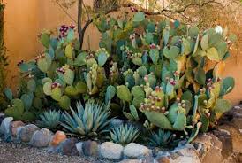 Rate prickly pear cactus to receive medcheck, discover best treatments based on user reviews of side effects, efficacy, health benefits, uses side effects: Plant A Sneeze Free Garden Cactus Garden Design Cactus Garden Cactus Garden Landscaping