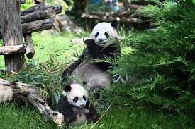Adulte, enfant et bébé : Huan Huan La Femelle Panda Du Zooparc De Beauval N Est Finalement Pas Enceinte Saint Aignan 41110