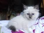 Jahaad | Birman Breeder in Warrenton, VA - Kittens for Sale