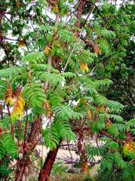 Image result for Hagenia abyssinica