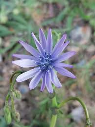 Image result for Lactuca setosa