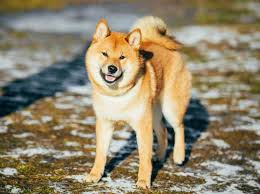 Popular worldwide, and already up thousands of percent, shiba token ($shib) is the first cryptocurrency token to be ⦿ bone dogecoin killer is our next token! Shiba Inu Wesen Und Verhalten Des Sussen Japaners