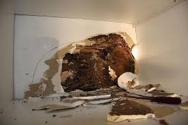 We offer a full range of pest control services to the entire phoenix valley and surrounding areas. In Phoenix Arizona Termites Are A Threat To Many Homes It Is Important To Take Action Immediately Or Serious Dama Termite Control Termite Inspection Termites