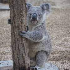 kanakoala s instagram profile post ビーくん 笑っているみたい 埼玉県こども動物自然公園 scz コアラ koala savethekoala koala bear koala animals