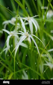 Image result for Rhynchospora brevirostris