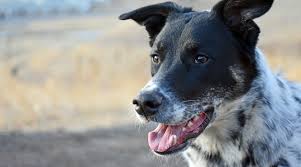 What does the queensland heeler look like? Blue Heeler Labrador Retriever Mix The Labraheeler