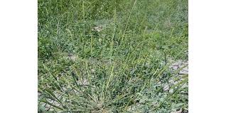 Image result for Echinochloa colona