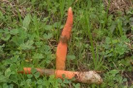 Image result for Mutinus elegans