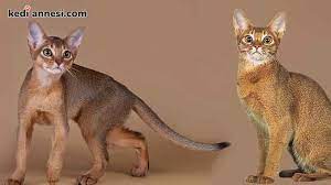 abyssinian habes kedisi kisa tuylu kedi cinsleri kediannesi com
