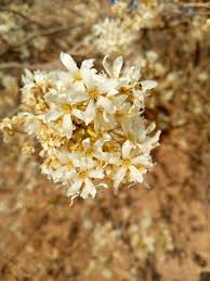 Image result for Rourea orientalis