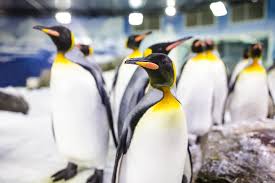 Fraser's team, palmer emperor penguins can mate when they are 4 years old and can live to be 20 years of age. penguins in captivity will live longer than penguins in the wild since they are fed nutrionally. Meet Penguins Kelly Tarlton S Sea Life Aquarium